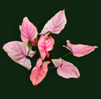 Syngonium Pink Perfection - Syngonium - Soiled