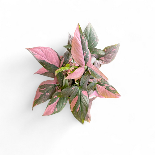 Variegated green and pink leaves on a white background