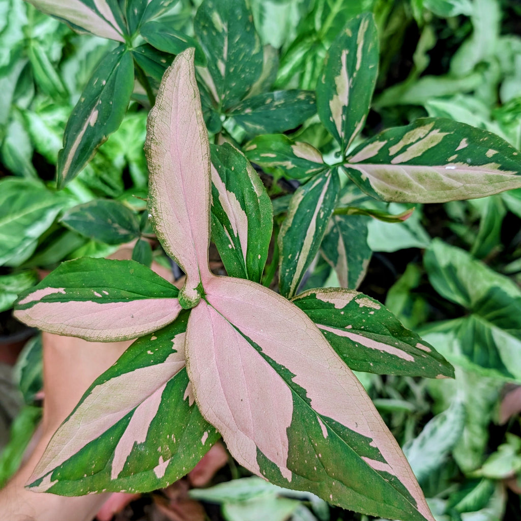 Close-up of a plant with pink and green leaves.
