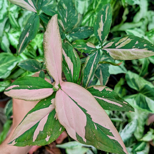 Close-up of a plant with pink and green leaves.