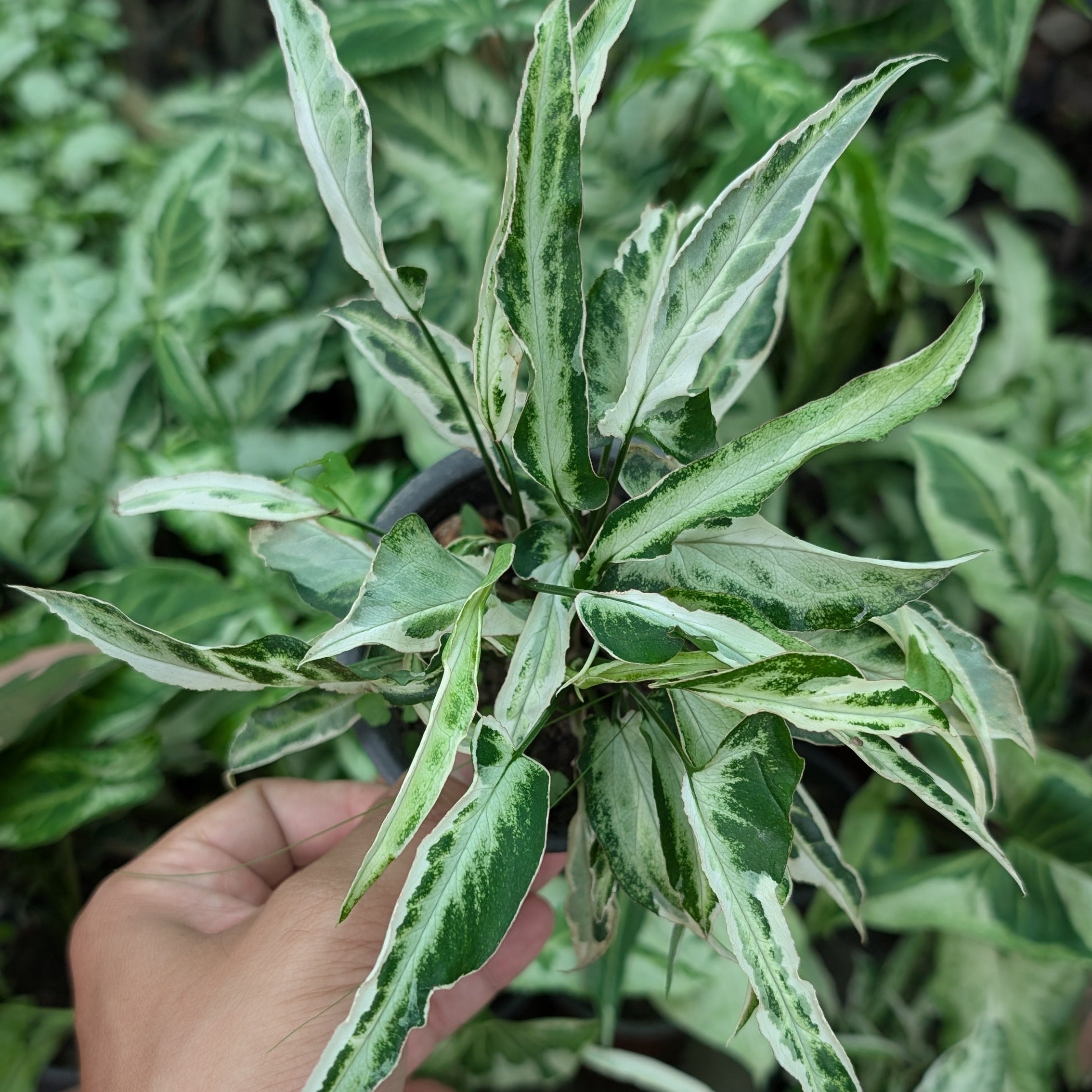 Hand holding a potted Syngonium 'Starlite' plant with variegated leaves in a garden setting
