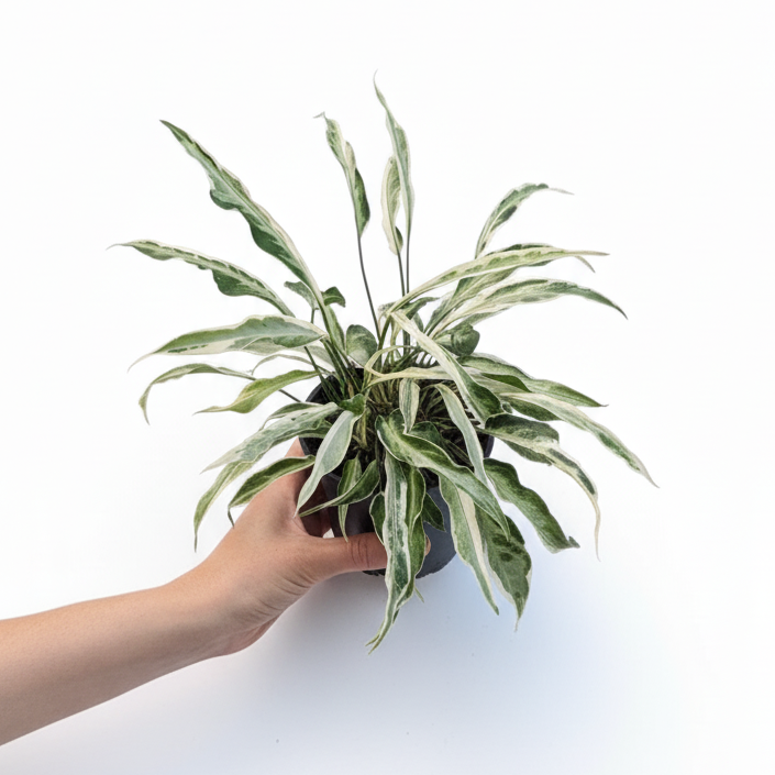 Hand holding a potted plant against a white background