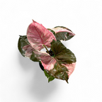 Syngonium Strawberry Ice - Syngonium - Soiled