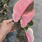 Syngonium Strawberry Ice - Syngonium - Soiled