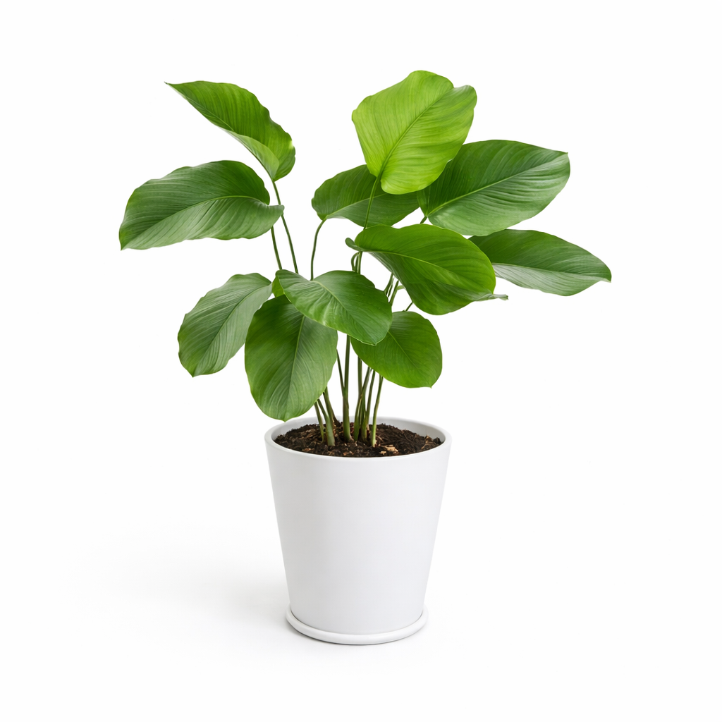 Potted Thaumatococcus Daniellii (Miracle Berry Plant) plant with green leaves on a white background