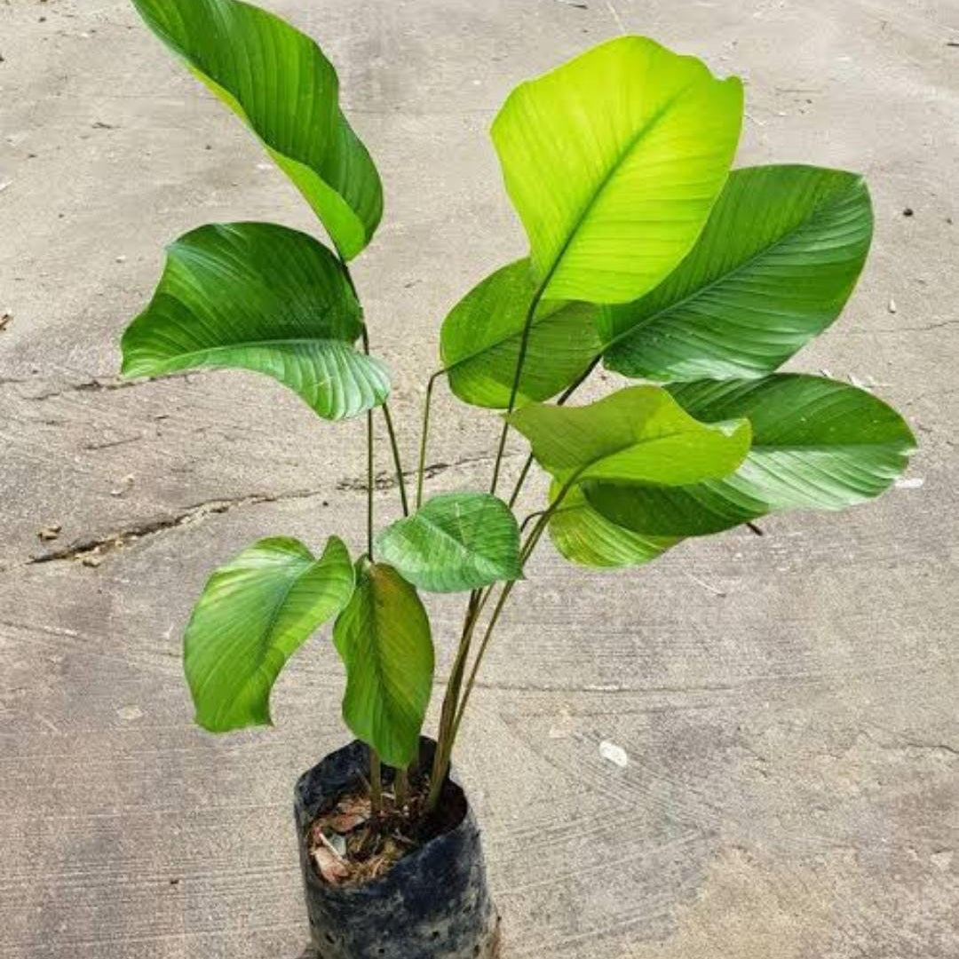 Potted Thaumatococcus Daniellii (Miracle Berry Plant) plant with large green leaves on a concrete surface