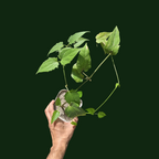 Thunbergia Grandiflora Alba (White Bengal Clock Vine) - Flowering Creeper | Soiled