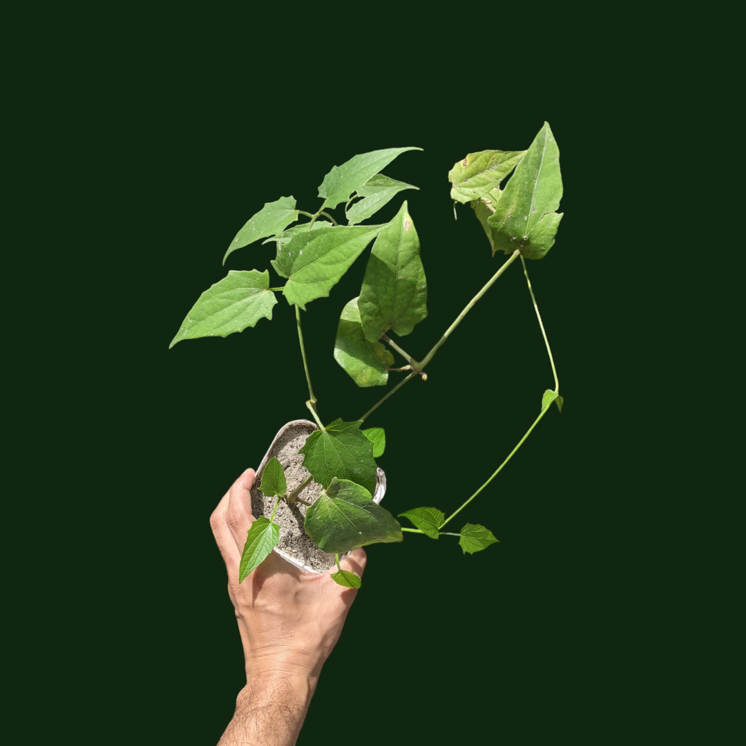 Thunbergia Grandiflora Alba (White Bengal Clock Vine) - Flowering Creeper | Soiled