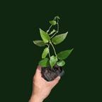 Thunbergia Mysorensis (Mysore Trumpet Vine) - Flowering Plant - Soiled