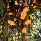 Thunbergia Mysorensis (Mysore Trumpet Vine) - Flowering Plant - Soiled