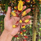 Thunbergia Mysorensis (Mysore Trumpet Vine) - Flowering Plant - Soiled