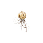 Tiger Lily (Lilium lancifolium) - Lily - Soiled