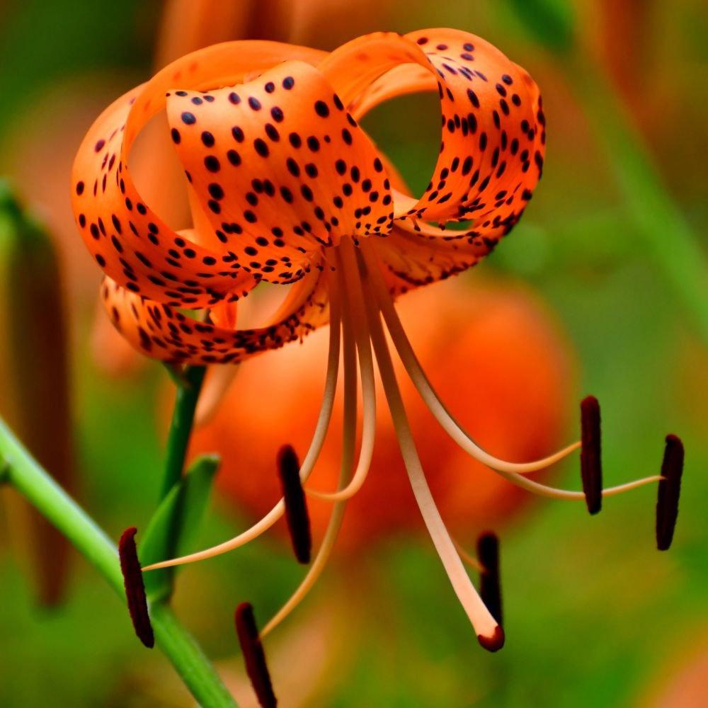 Tiger Lily (Lilium lancifolium) - Lily - Soiled