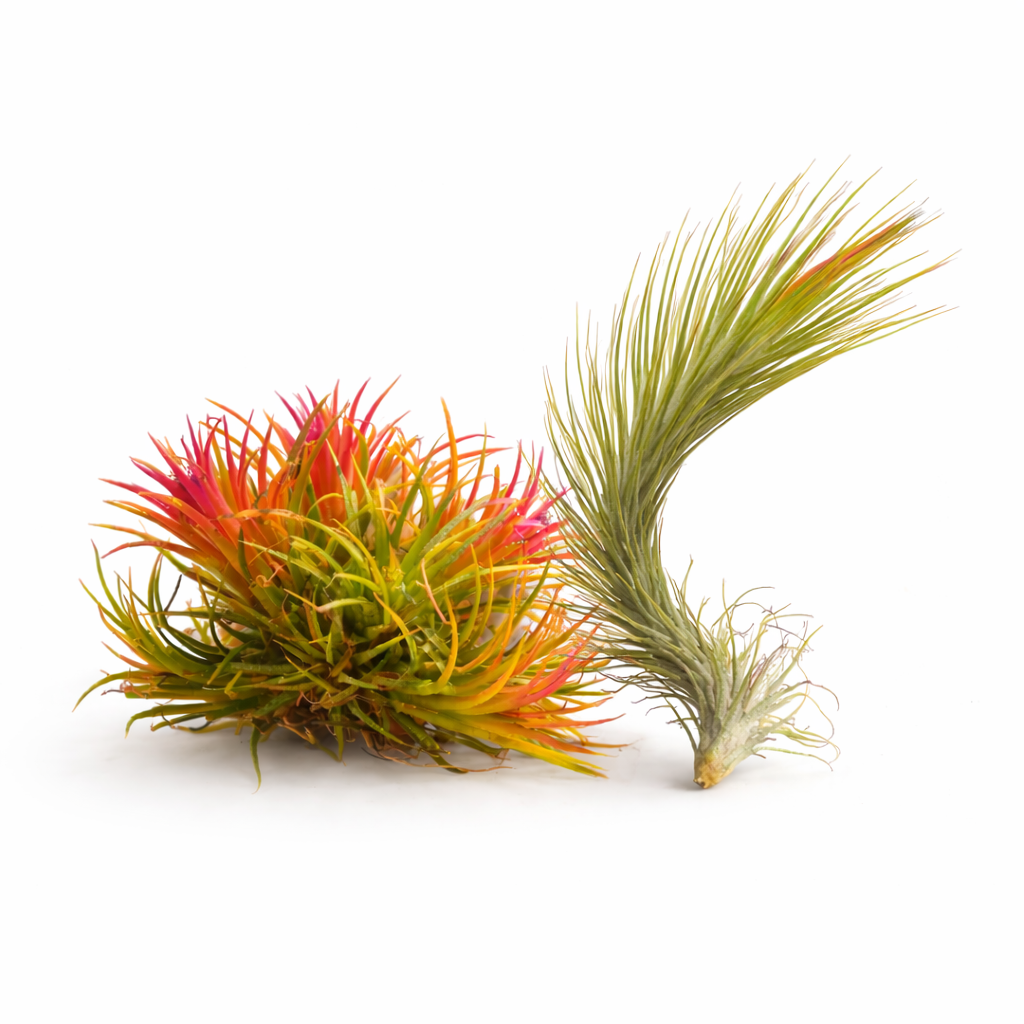 Two air plants, one with red and orange hues and the other green, on a white background.
