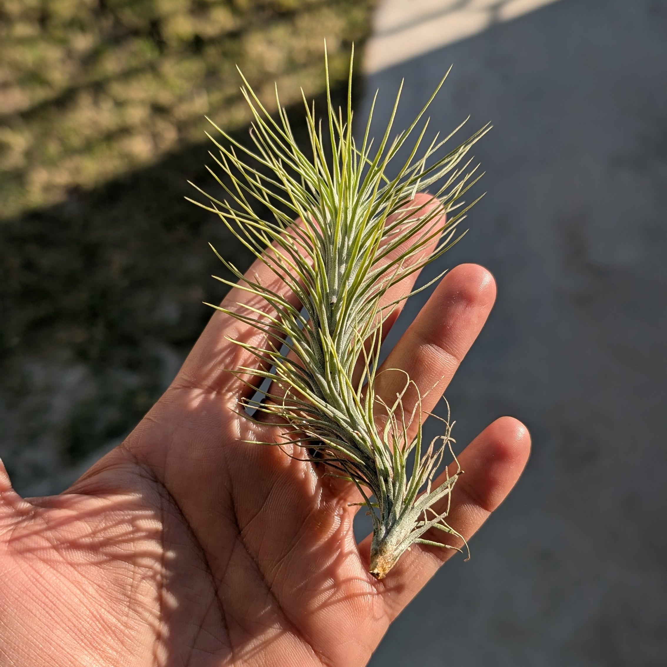 Hand holding a small plant with a blurred outdoor background