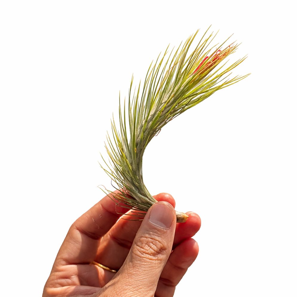 Hand holding a Tillandsia Funkiana against a white background