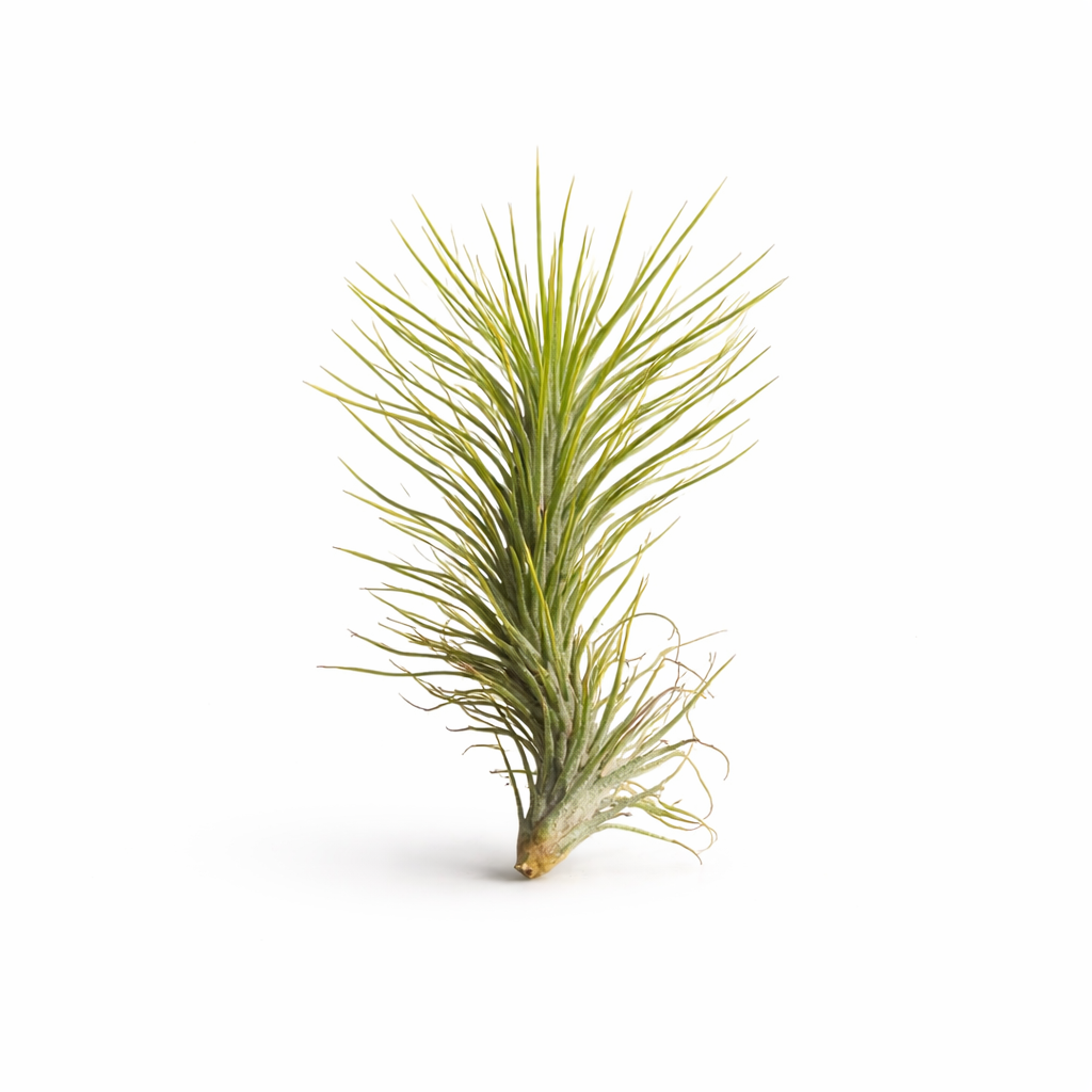 Tillandsia Funkiana air plant on a white background
