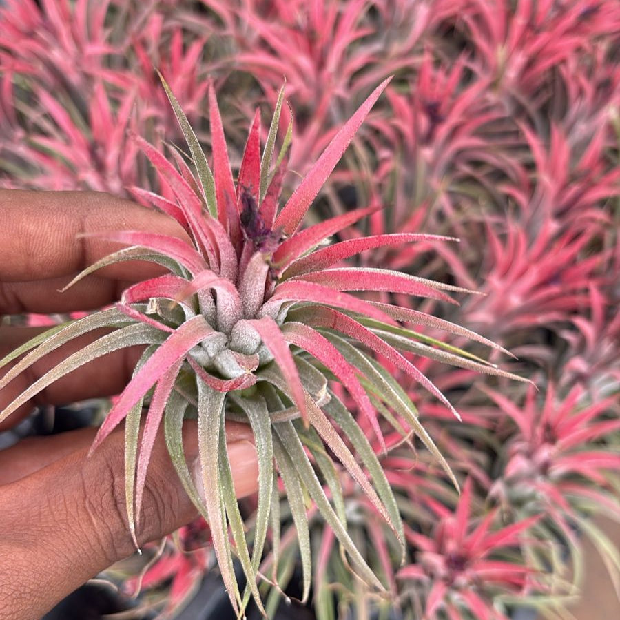 Tillandsia plant held by a hand with a blurred background
