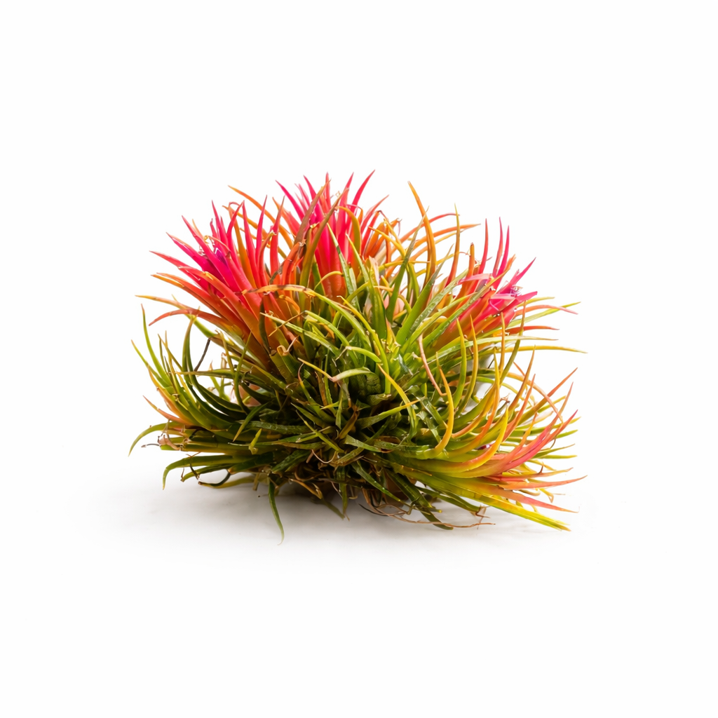 Colorful air plant with red and orange leaves on a white background