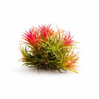 Colorful air plant with red and orange leaves on a white background