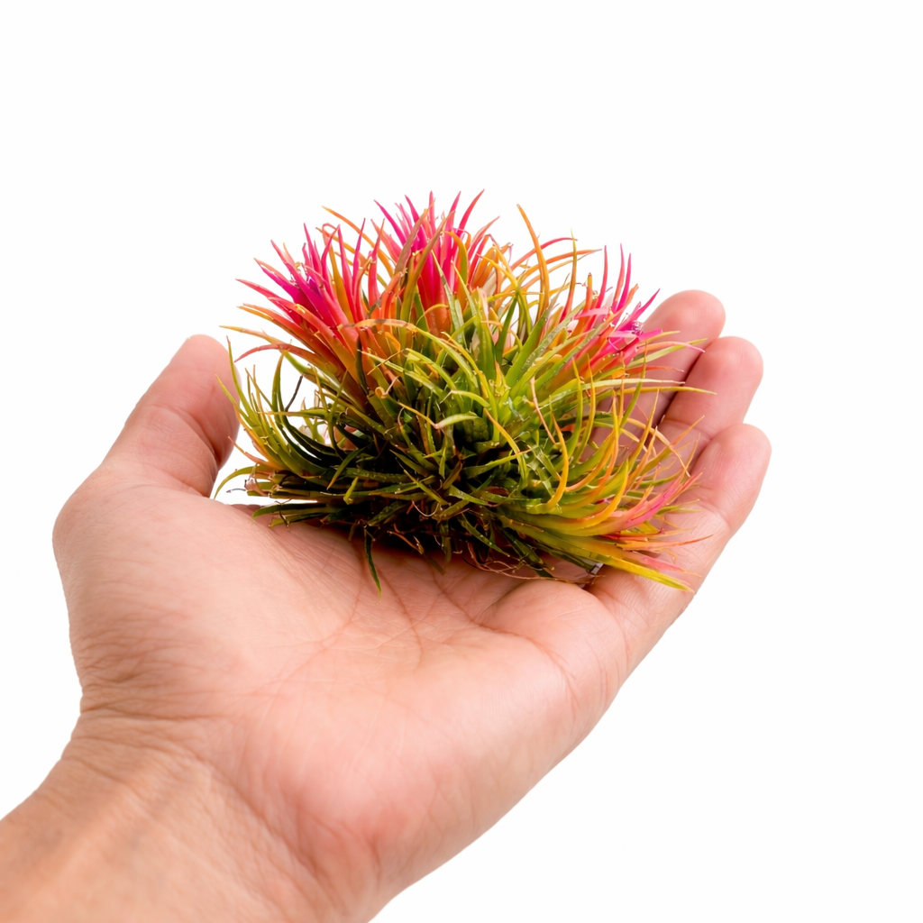 Colorful air plant held in a hand against a white background