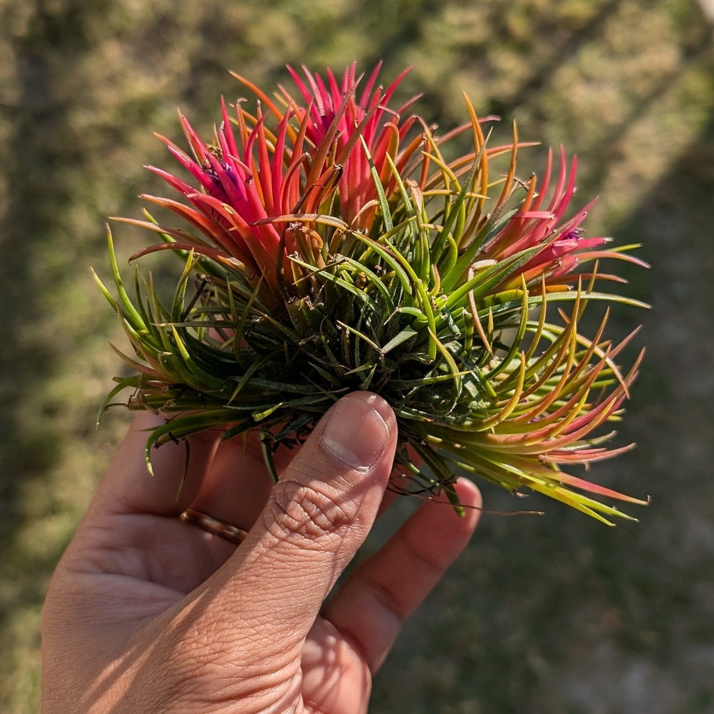 Hand holding a colorful plant ball with a blurred outdoor background