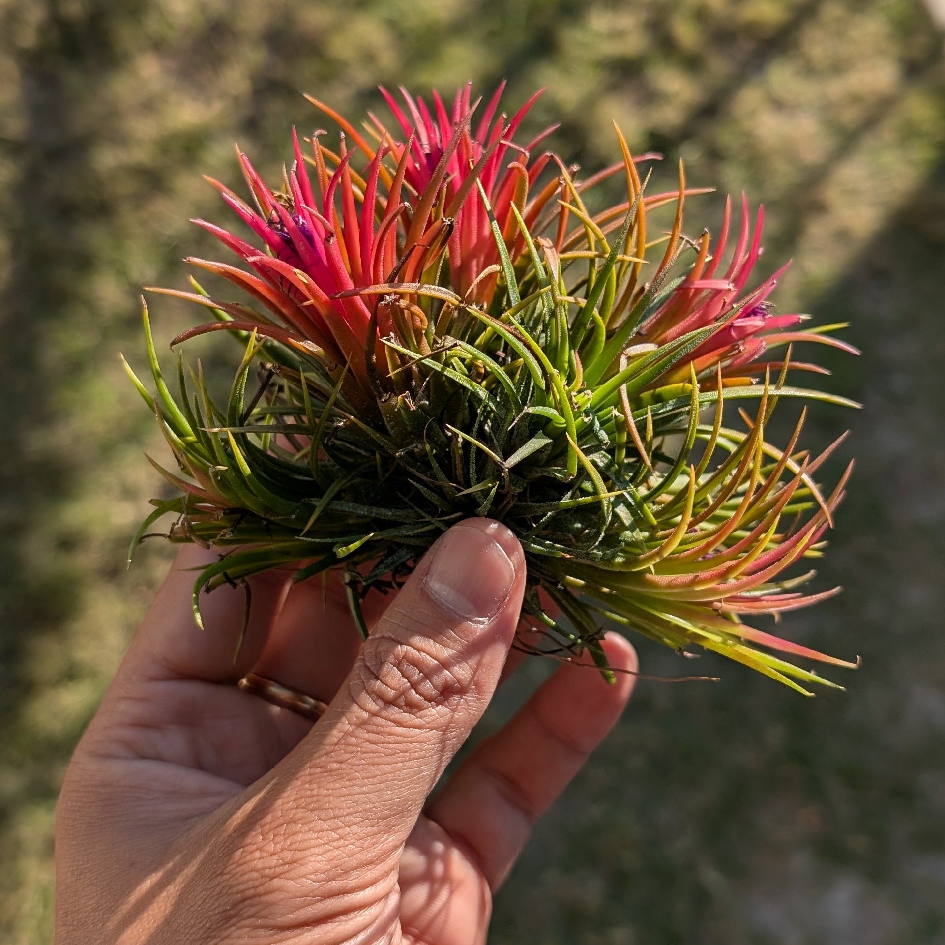 Hand holding a colorful plant ball with a blurred outdoor background