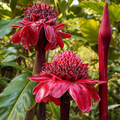 Close-up of red flowers with green leaves in the background