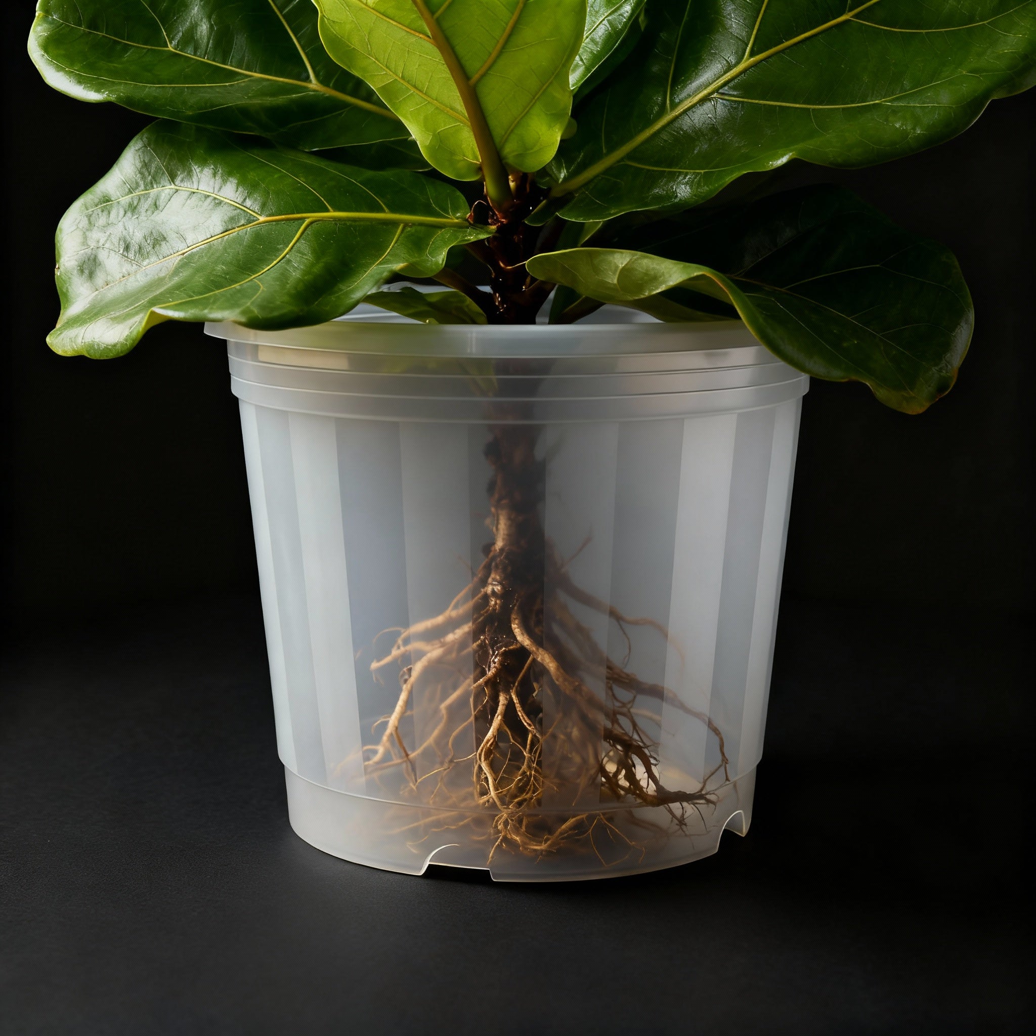 Potted plant with visible roots on a black background