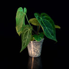 Potted plant with green leaves in a decorative pot on a black background