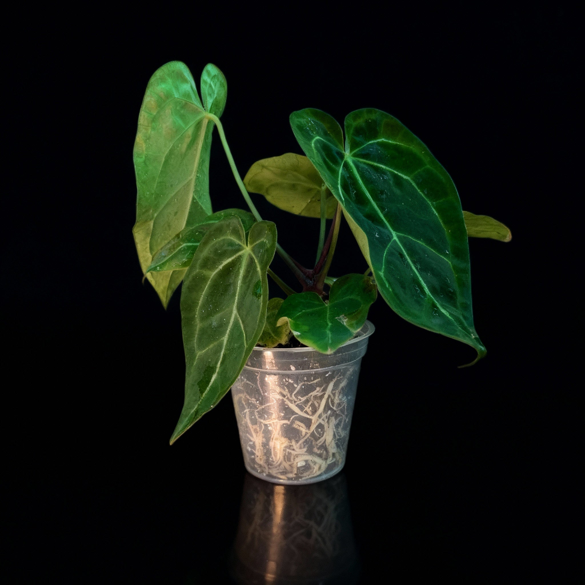 Potted plant with green leaves in a decorative pot on a black background