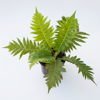 Potted fern plant on a white background