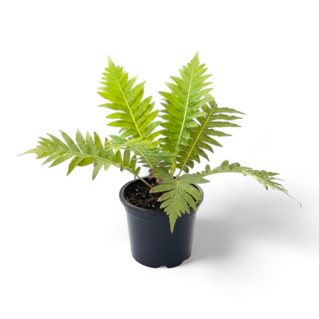 Potted fern plant on a white background