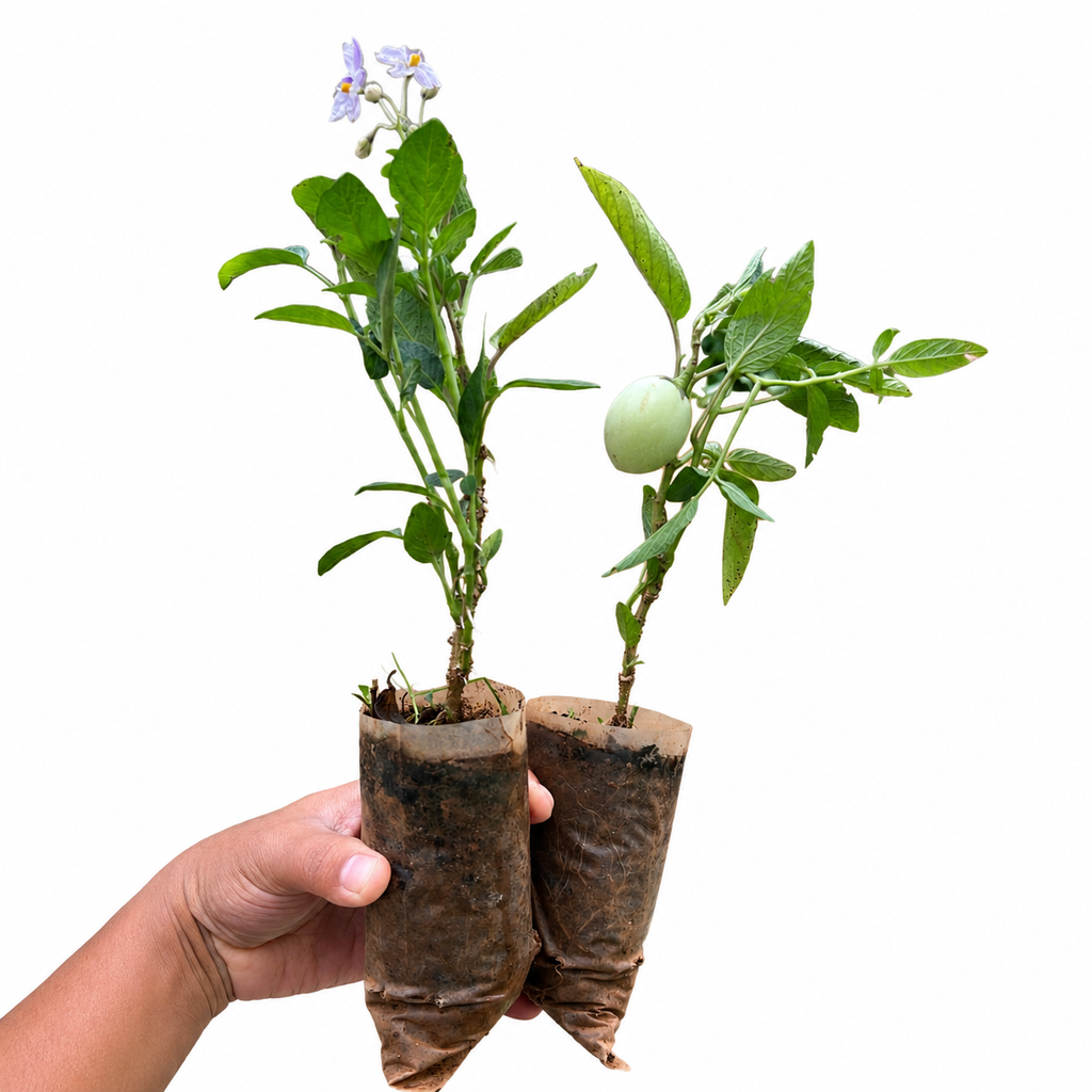 Tree Tomato / Pepino Melon Fruit Plant (Solanum Muricatum) plant size