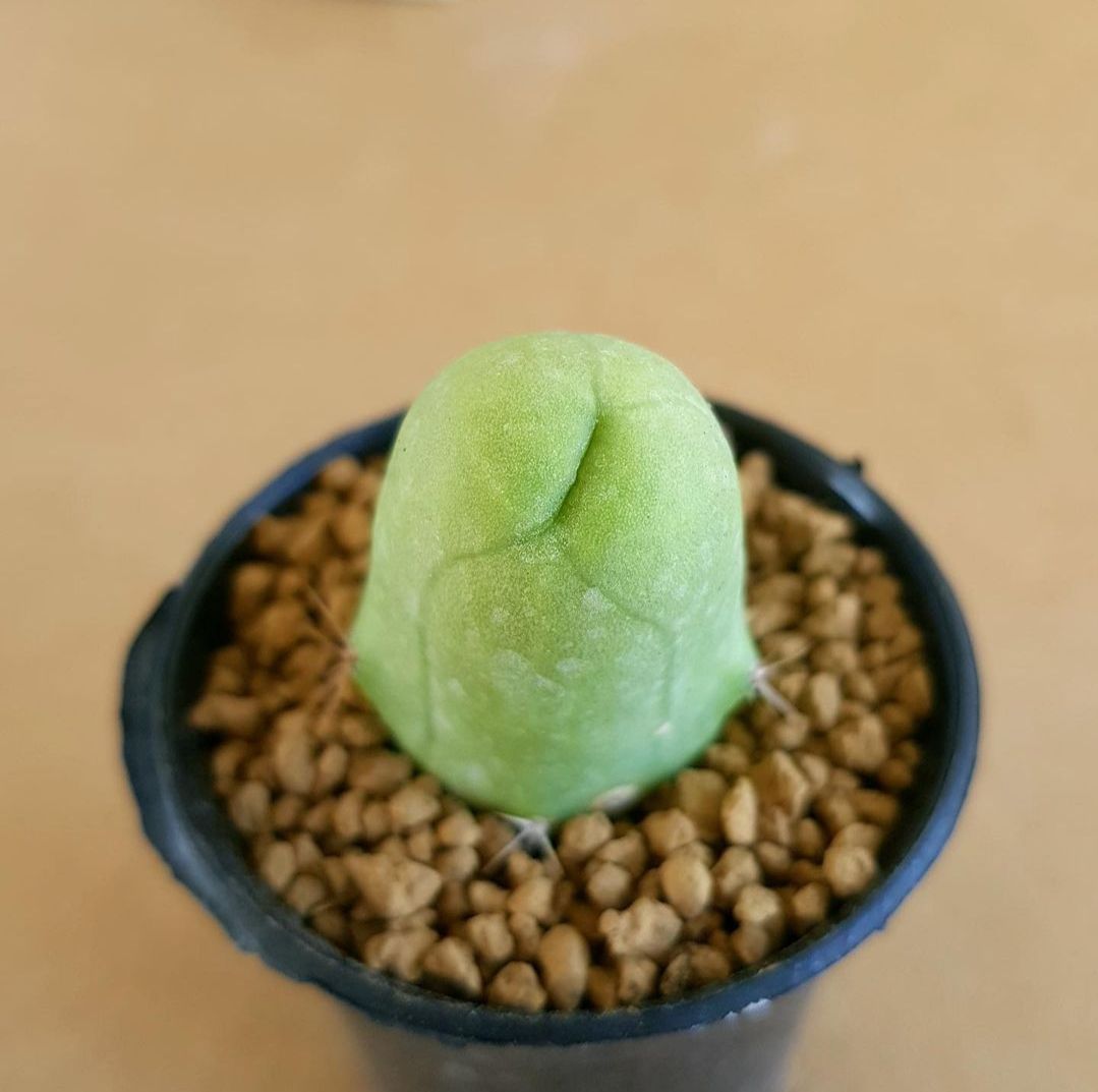 Small green succulent plant in a pot with brown decorative stones on a beige background