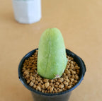 Trichocereus Bridgesii var. monstrose (Penis Cactus)