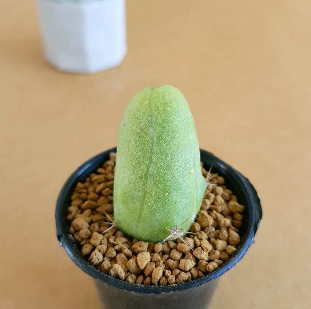 Trichocereus Bridgesii var. monstrose (Penis Cactus)