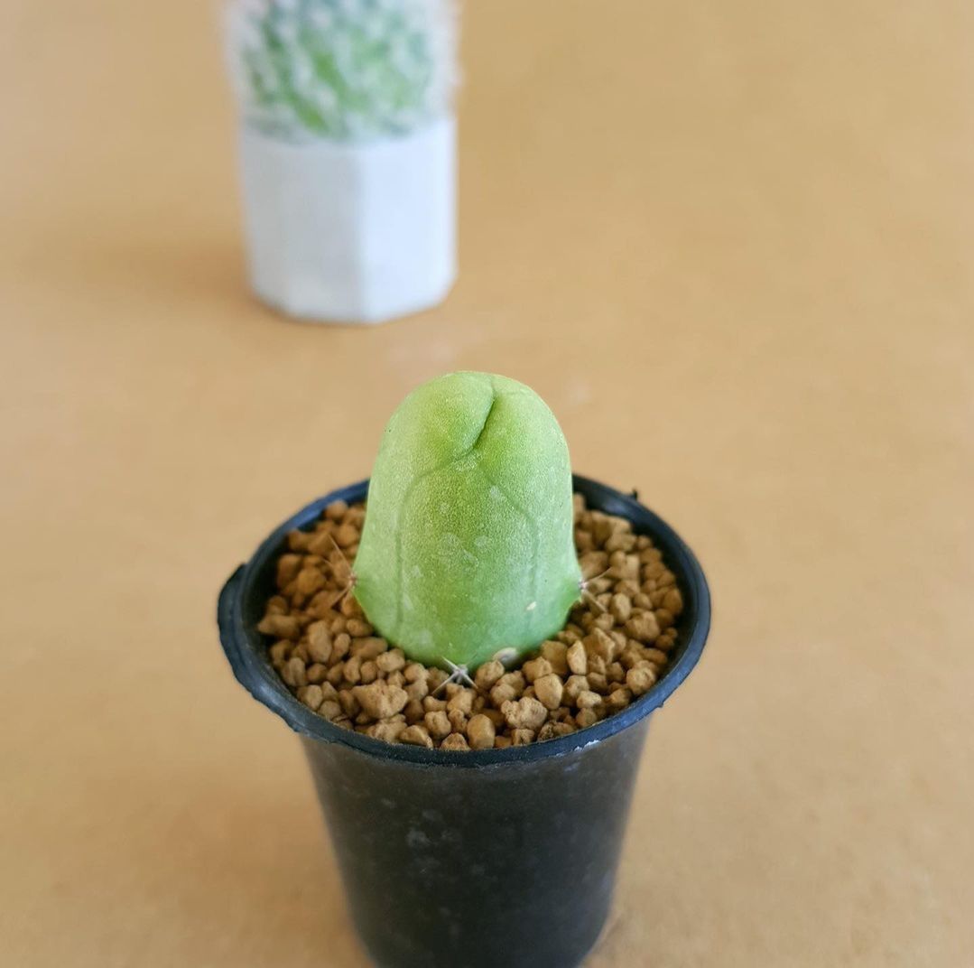 Small green succulent plant in a black pot on a beige surface with a blurred white cup in the background.