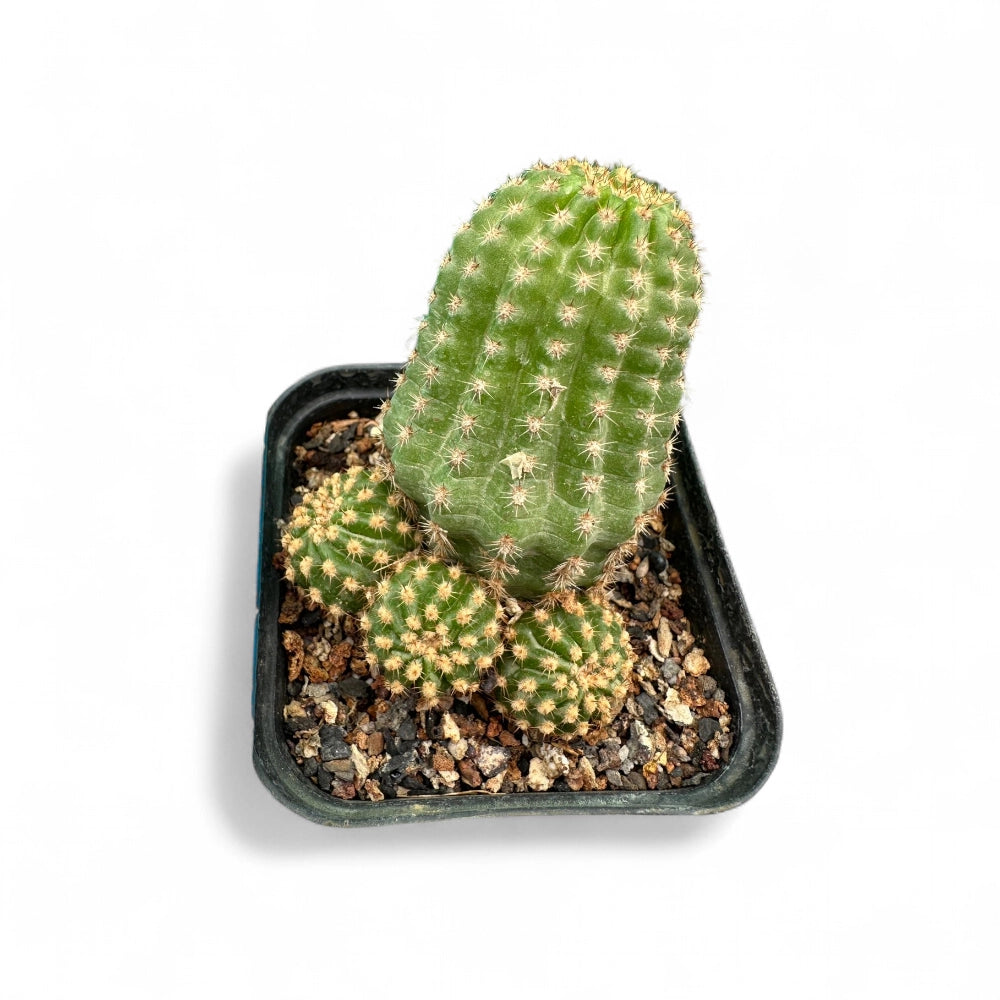 Trichocereus pasacana f. brevispinus - Cactus | Soiled
