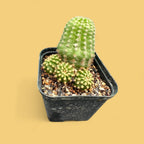 Trichocereus pasacana f. brevispinus main