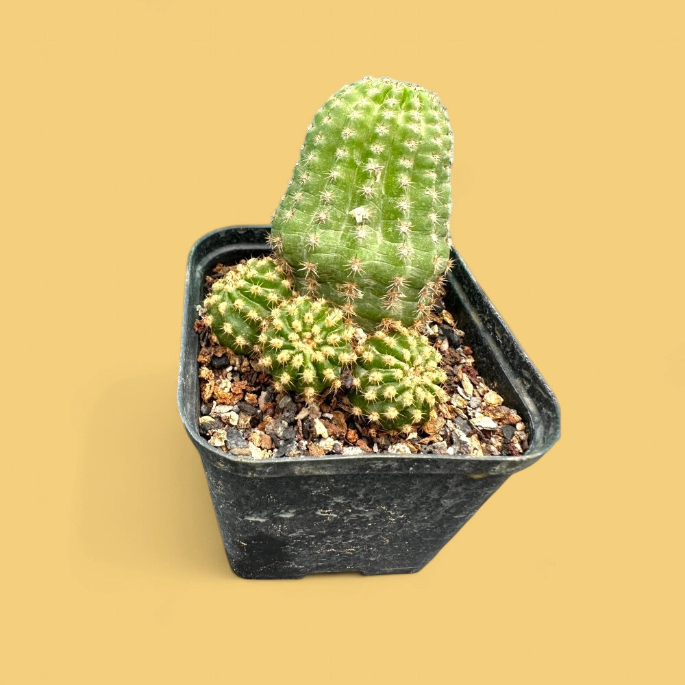 Trichocereus pasacana f. brevispinus main