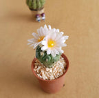 Small potted cactus with white flowers on a beige background