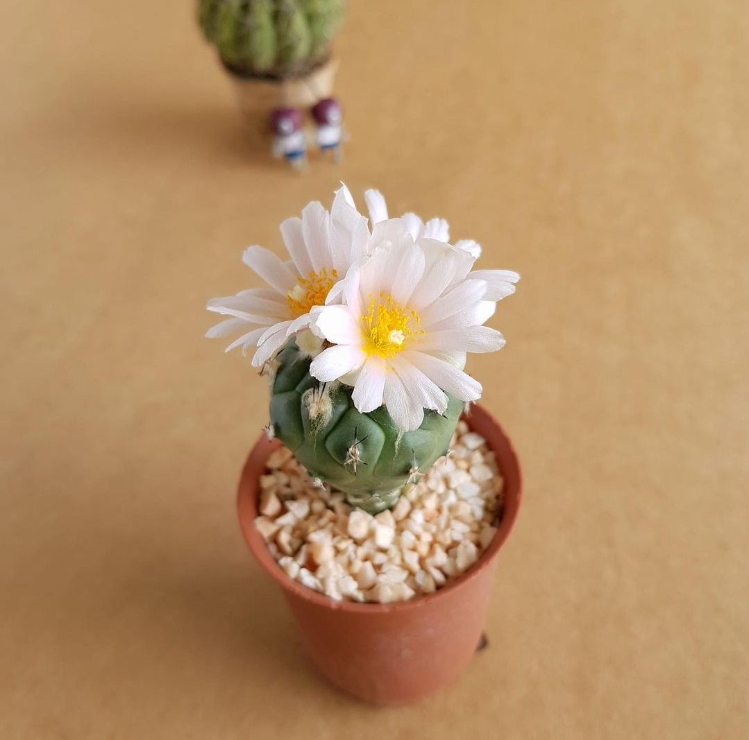 Small potted cactus with white flowers on a beige background