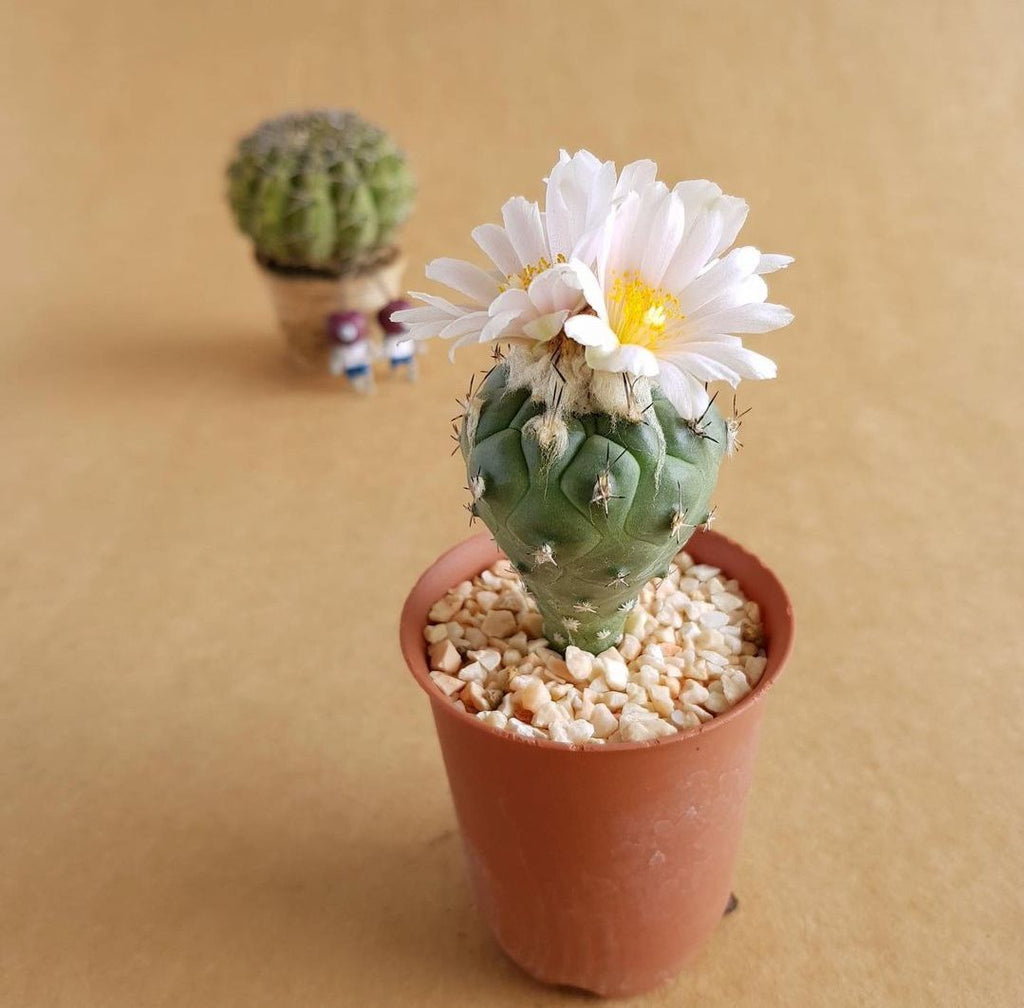 Potted cactus with a white flower on a beige background