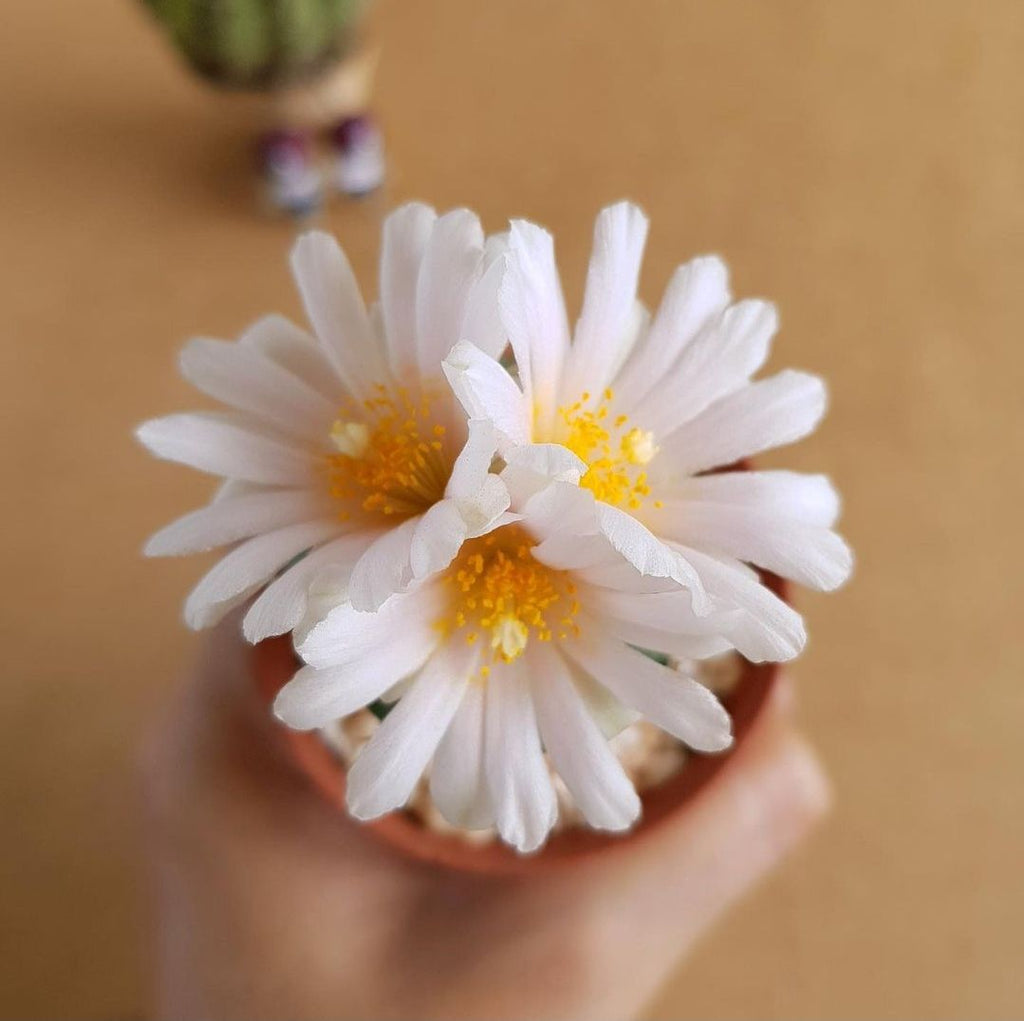 Two white flowers with yellow centers held by a hand against a beige background