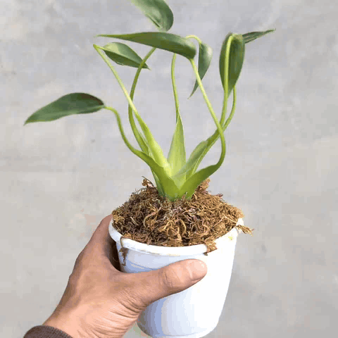 Alocasia Tiny Dancer - Alocasia - Soiled
