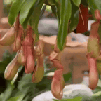 Pitcher Plant (Nepenthes Ventrata) - Carnivorous Plant - Soiled