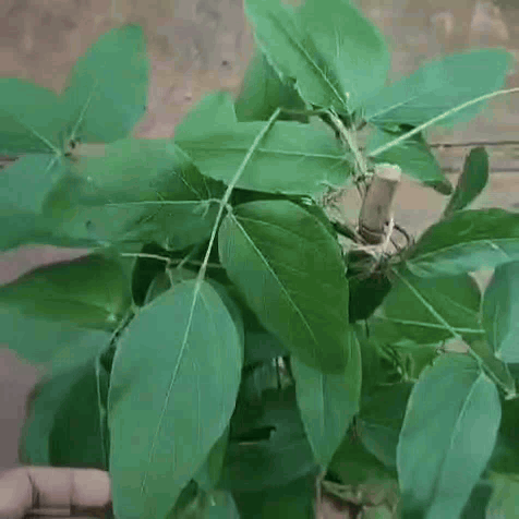 Red Jade Vine (Mucuna Bennettii) - Jade Vine - Soiled
