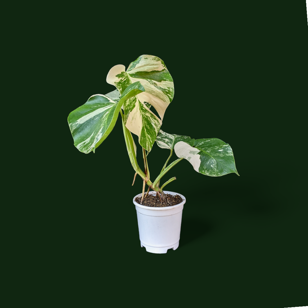 Variegated Monstera (Albo Borsigiana) - Indoor & Outdoor Plants - Soiled