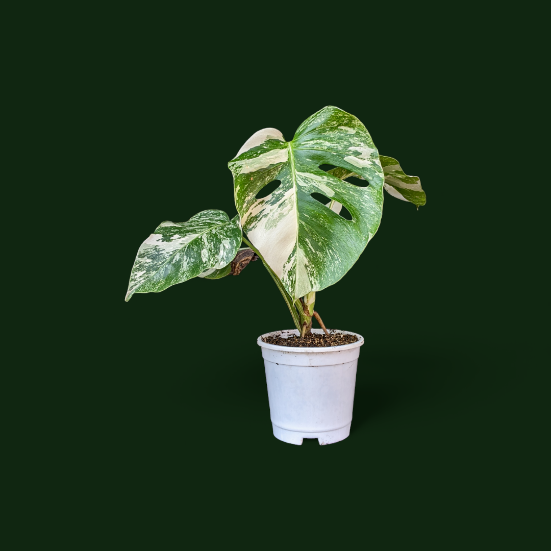 Variegated Monstera (Albo Borsigiana) - Indoor & Outdoor Plants - Soiled
